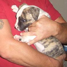 Amerikansk bulldog Aro R.I.P.