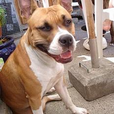Amerikansk staffordshire terrier Tica