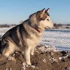 Alaskan malamute Batka