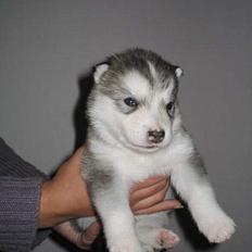 Alaskan malamute Batka