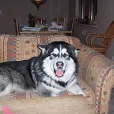 Alaskan malamute Cato