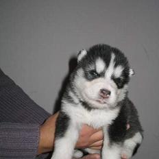 Alaskan malamute Cato