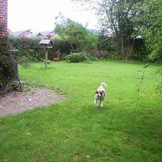 Dansk svensk gaardhund Oskar Davidsen