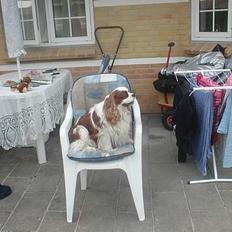 Cavalier king charles spaniel osker† død † - savnet!