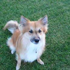 Islandsk fårehund Bassi