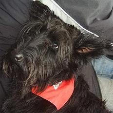 Skotsk terrier Skottie