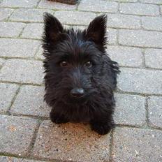 Skotsk terrier Skottie