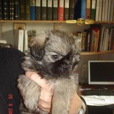 Tibetansk spaniel Me-Ri