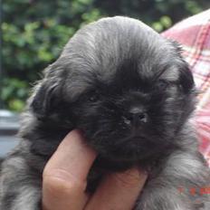 Tibetansk spaniel Me-Ri