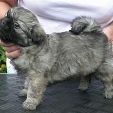 Tibetansk spaniel Me-Ri