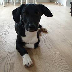 Blanding af racer DOLPH foxterrier/gravhund