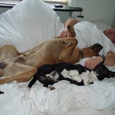 Blanding af racer DOLPH foxterrier/gravhund