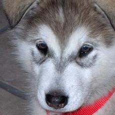 Alaskan malamute Hesra