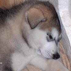 Alaskan malamute Hesra