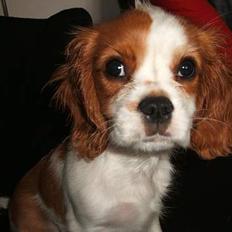 Cavalier king charles spaniel Jonezy