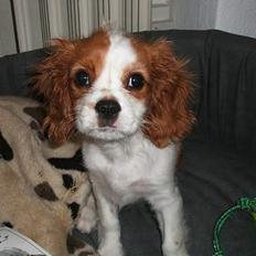 Cavalier king charles spaniel Jonezy