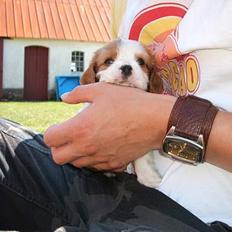 Cavalier king charles spaniel Jonezy