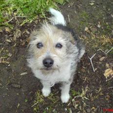 Parson russell terrier Chili R.I.P- <3