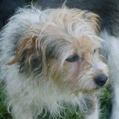 Parson russell terrier Chili R.I.P- <3