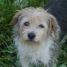 Parson russell terrier Chili R.I.P- <3