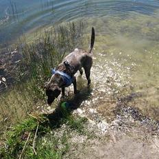 Blanding af racer Nuni