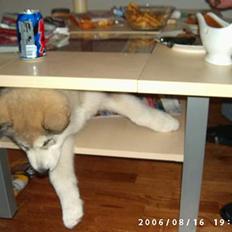 Alaskan malamute Buri