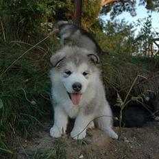 Alaskan malamute Buri