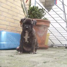 Amerikansk staffordshire terrier Chico