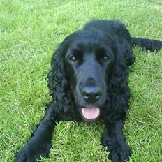 Cocker spaniel Happy