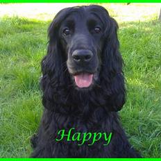 Cocker spaniel Happy