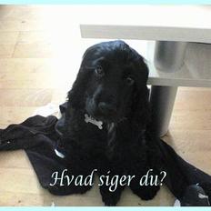 Cocker spaniel Happy