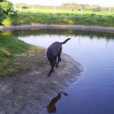 Labrador retriever Balder