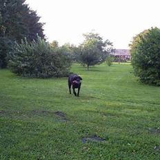 Labrador retriever Balder
