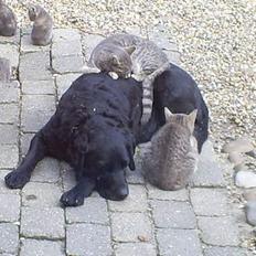 Labrador retriever Balder