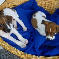 Dansk svensk gaardhund Nuala