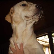 Labrador retriever max