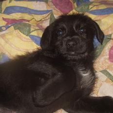 Blanding af racer Jark