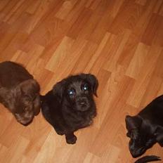 Blanding af racer Jark