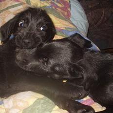 Blanding af racer Jark