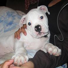 Blanding af racer pablo