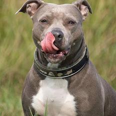 Amerikansk staffordshire terrier mille