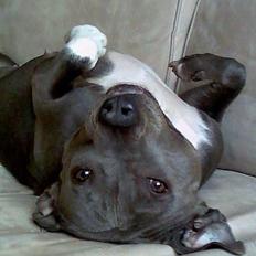 Amerikansk staffordshire terrier mille