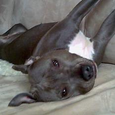 Amerikansk staffordshire terrier mille