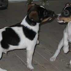 Dansk svensk gaardhund Lapsa *Vi savner Charli´*