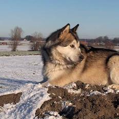 Alaskan malamute Lano #død 2008#