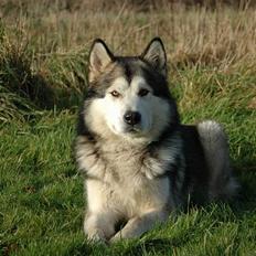 Alaskan malamute Lano #død 2008#