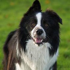 Border collie Kojima's Cool CaMiki