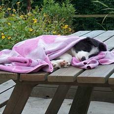 Border collie Kojima's Cool CaMiki