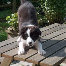 Border collie Kojima's Cool CaMiki