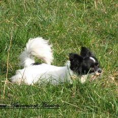 Blanding af racer ZigZag